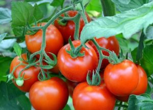 Caratteristiche e descrizione della varietà di pomodoro Dobry f1, la sua resa