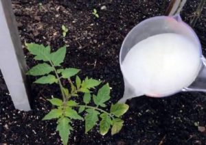 What and when is it better to feed tomato seedlings so that they are plump