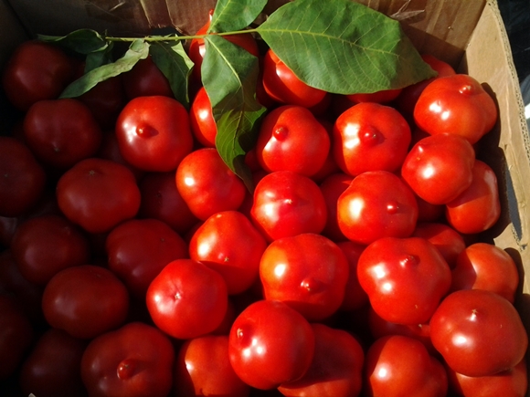 tomaat prima donna in een doos