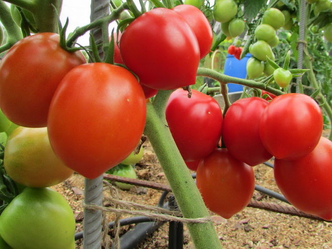 bụi cây cà chua
