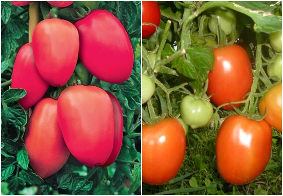 tomaatin stolypinin ulkonäkö