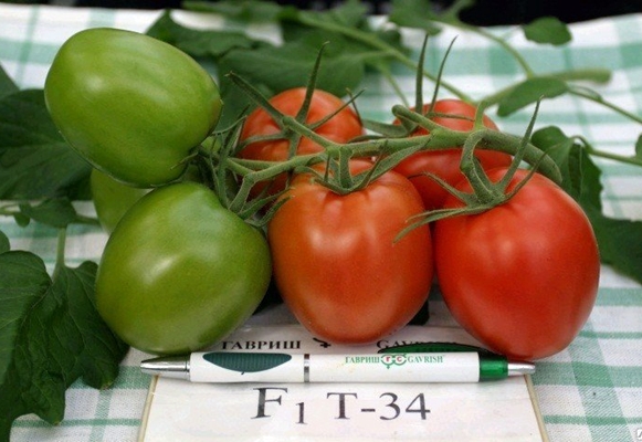 Aussehen der Tomate t 34