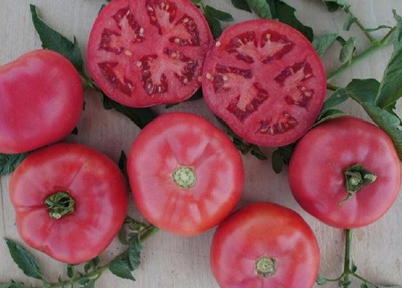 tomat lyserød bush f1 udseende