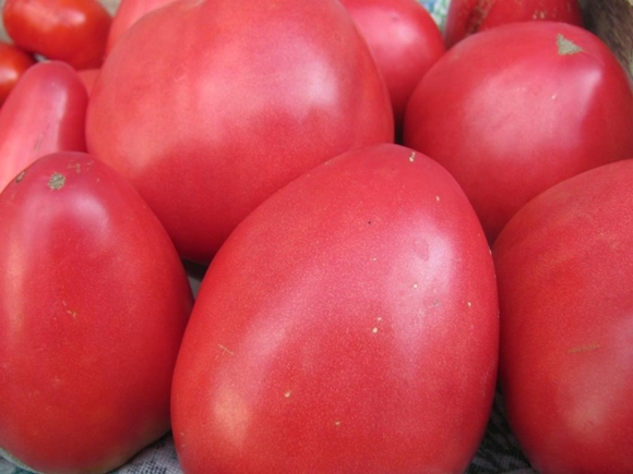 paradajka orol srdce
