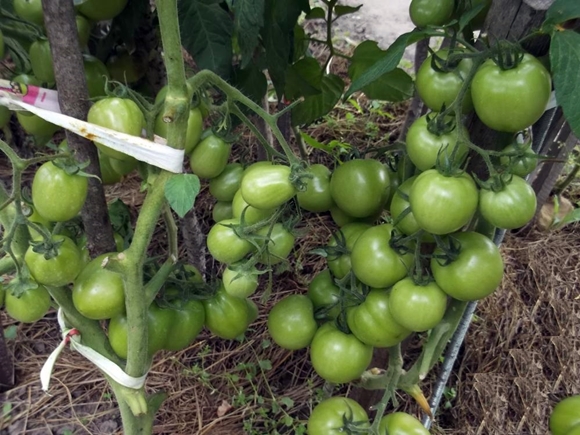 tomaat torbey F1 in de tuin