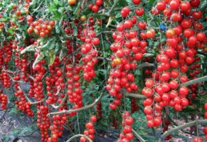 Saldžiųjų vyšnių pomidorų veislės, derliaus ir auginimo charakteristikos ir aprašymas
