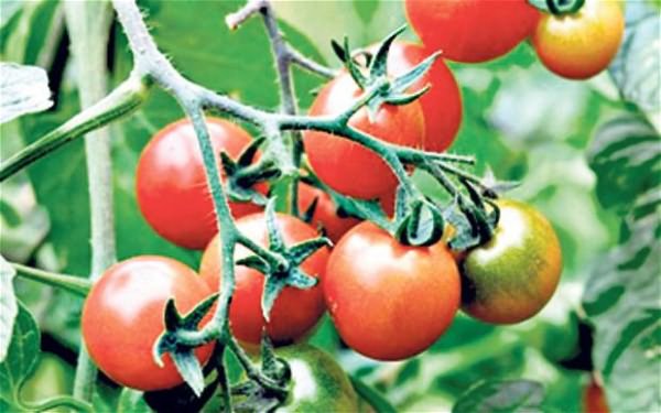 výhody paradajok