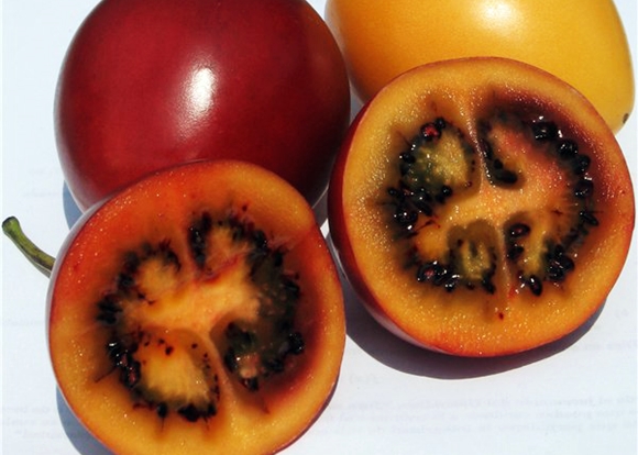 tomata tsifomandra în interior