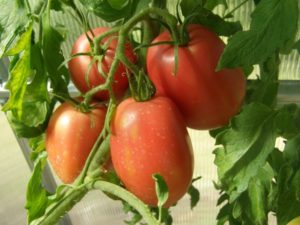 Egenskaper och beskrivning av Rio grande-tomatsorten, dess utbyte
