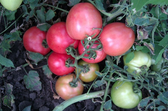 Tomatenbüsche anscheinend unsichtbar