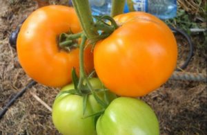 Medaus prieskonių pomidorų veislės savybės ir apibūdinimas, derlius