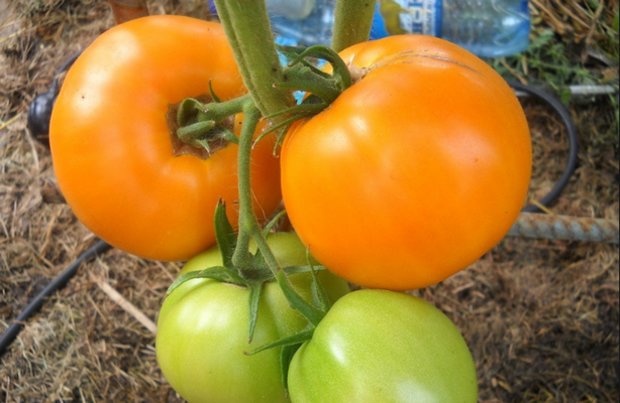 tomatenhoning opgeslagen in de tuin