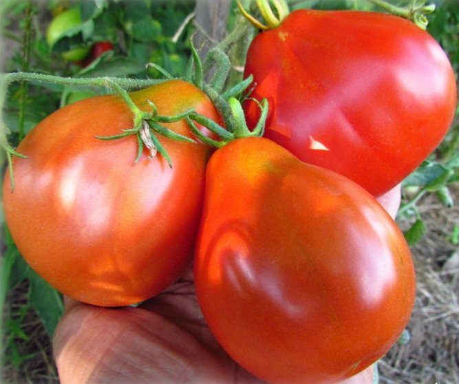 japansk tomat i handen