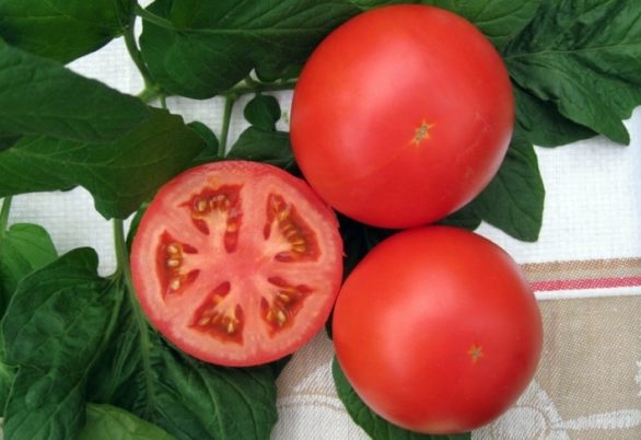 utseendet på tomat anyuta