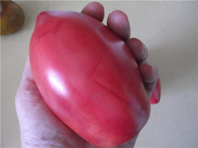 pomidoras rankoje