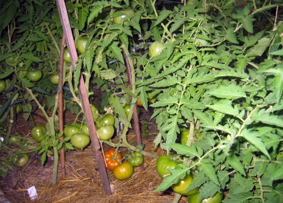 Tomatenbärentatze auf freiem Feld