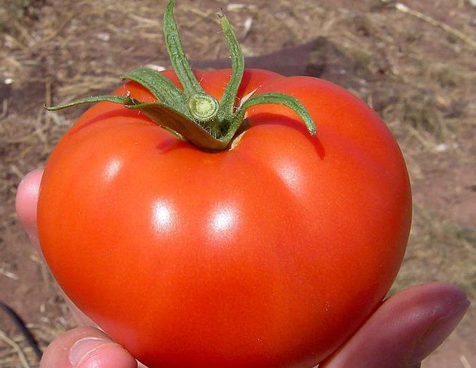 early ripening Volgograd tomato in the garden