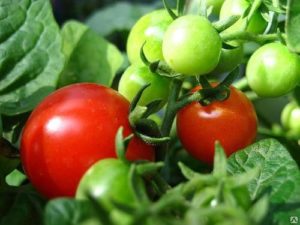 Kenmerken en beschrijving van de tomatenvariëteit Boni mm, de opbrengst