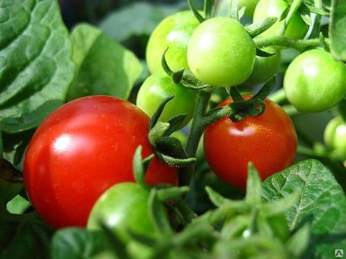 Boni pomidorai mm lauke