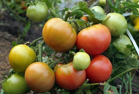 tomatbuske vind steg