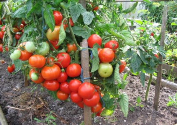tomate alfa arbusto