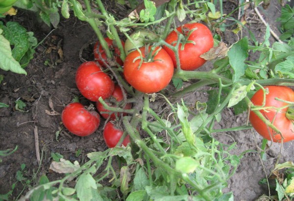 arbustos de tomate enano mongol