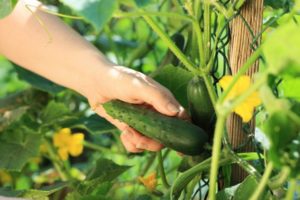 Hvorfor er agurker bitre i drivhuset og i haven, og hvad man skal gøre