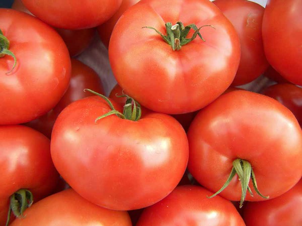 trąša pomidorams