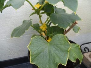 Kodėl agurkų lapai ant palangės pasidaro geltoni ir sausi ir ką daryti