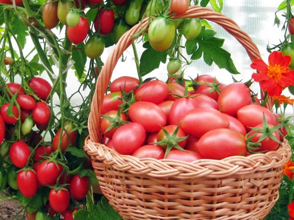 tomato chio chio san in a basket
