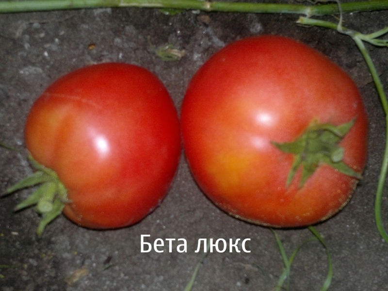 paradajka betalux