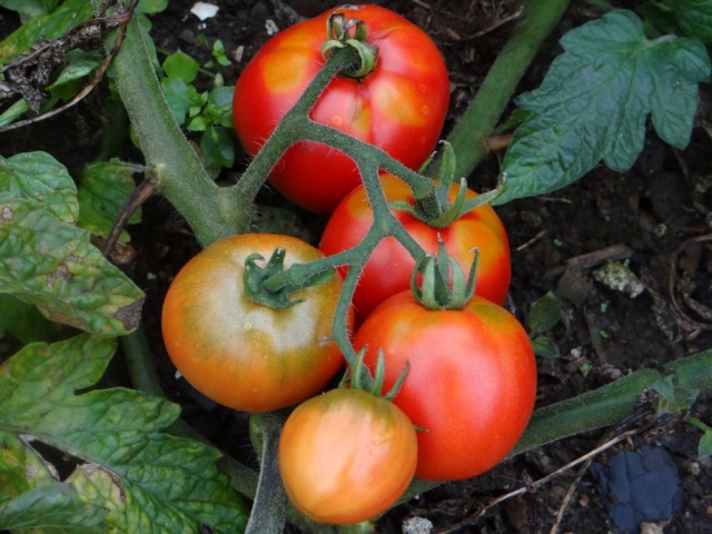 tomate ártico