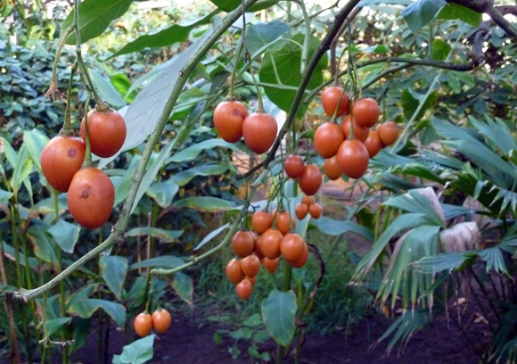 paradajkový strom Tsifomandra