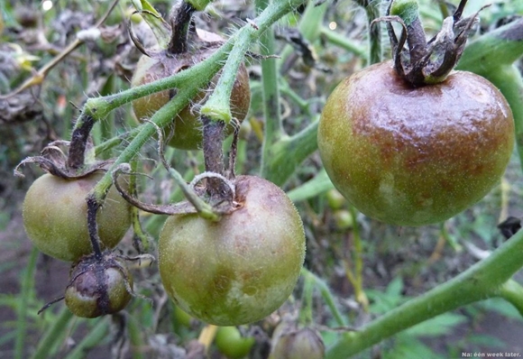 peronospora sui cespugli di pomodoro