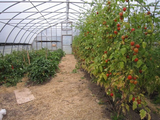 het effect van tomaat en peper