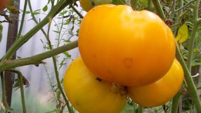 tomato golden king