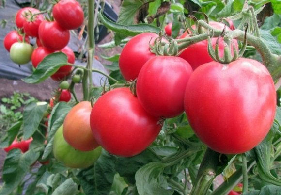 förstklassiga tomater i det öppna fältet
