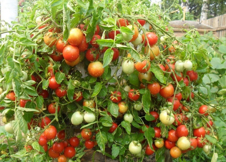 paradajky rastú na záhrade