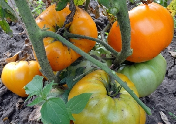 tomātu krūmi Apelsīnu zemeņu vācu