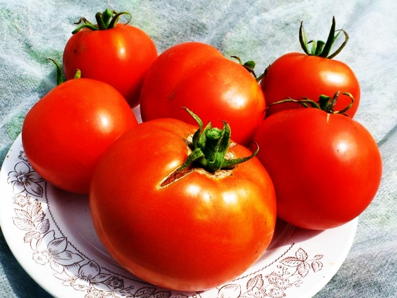 Pomidorų rankinė F1