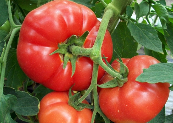 krzewy pomidorów pierwsza równiarka