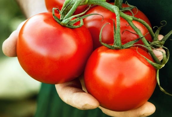 Pomidorų išvaizda Gerai f1