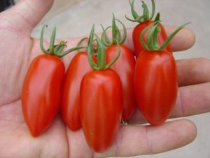 Characteristics and description of the Raketa tomato variety, its yield and cultivation