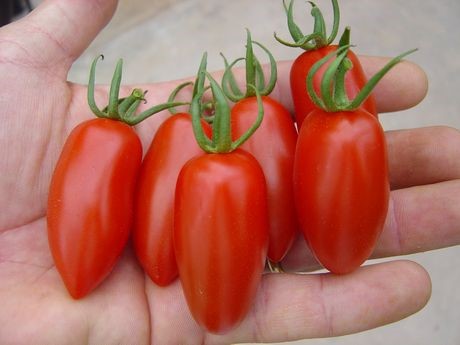 pomidorų raketos išvaizda
