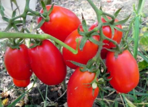Pomidorų veislės Volovyi ausys savybės ir aprašymas, derlius