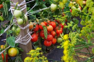 Dubravos pomidorų veislės savybės ir aprašymas, derlius