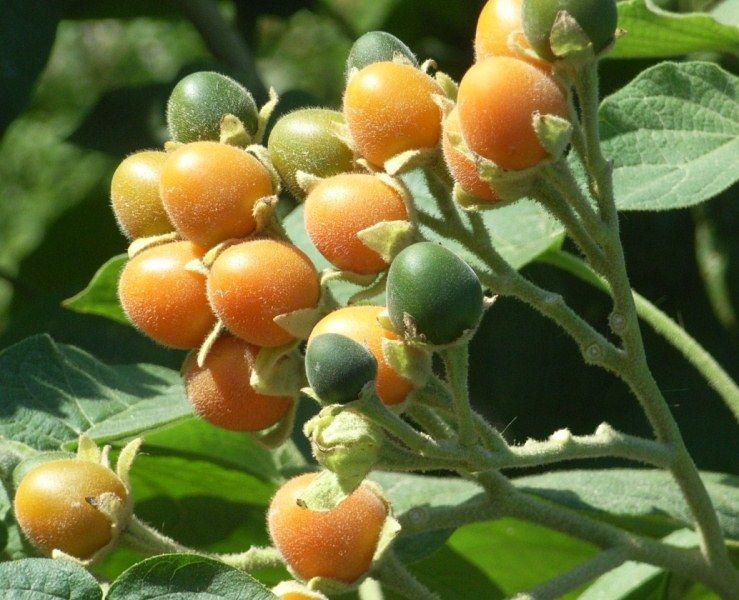 Tomaten-Tsifomandra-Baum