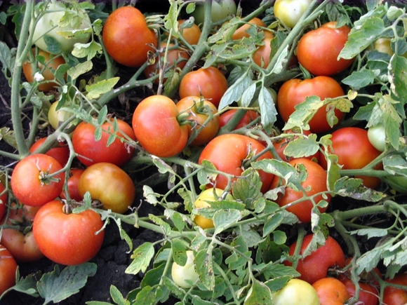 Tomatenachatbüsche