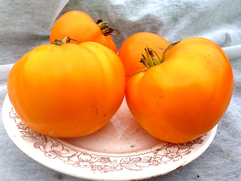 tomato Orange Strawberry German on a plate