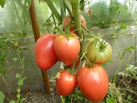 Tomatenbüsche Kardinal